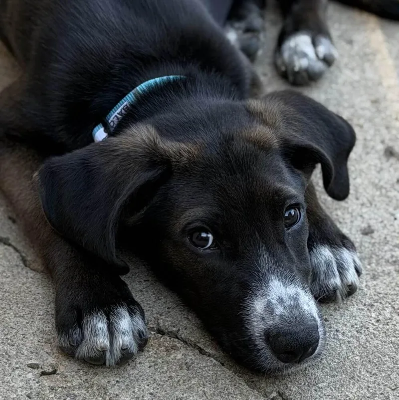 A baby medium-sized male Shepherd dog named Baloo for adoption in Broomfield, CO