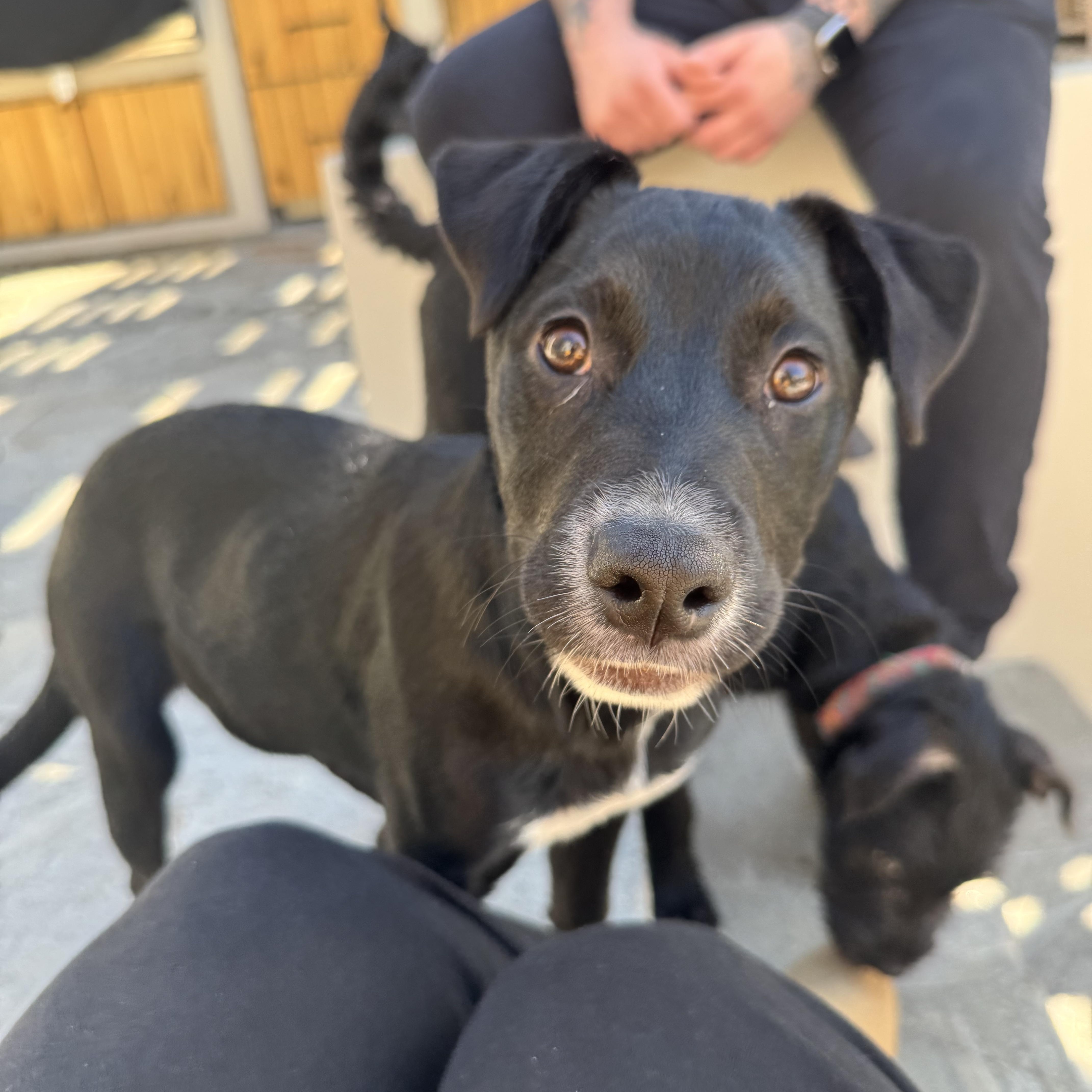 A baby medium-sized female Black Labrador Retriever dog named Daisy Mae for adoption in Burbank, CA