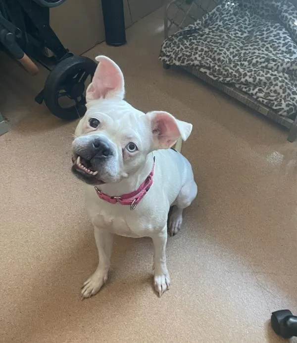 An adult medium-sized female Boxer dog named Paula for adoption in San Diego, CA
