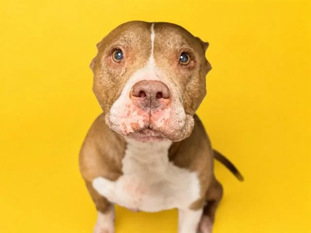 An adult large-sized female Terrier dog named Harley for adoption in Miami, FL