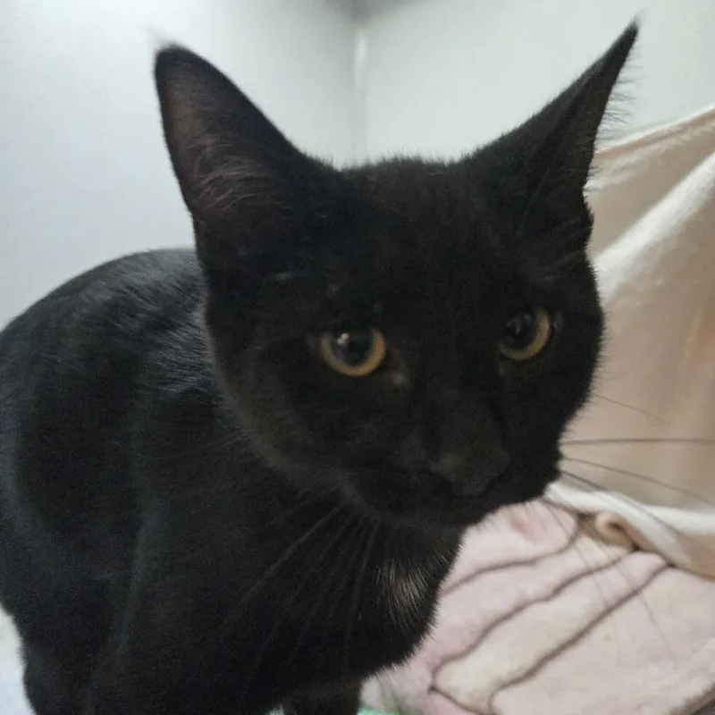 A baby small-sized female Black Domestic Short Hair cat named Ollie for adoption in Pittsburgh, PA