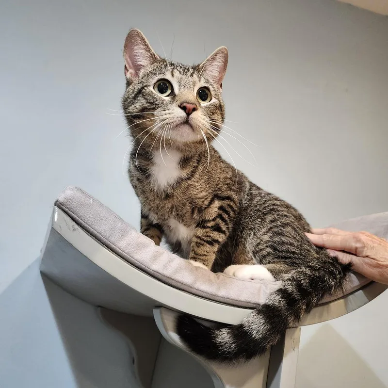 An adult large-sized male Gray / Blue / Silver Domestic Short Hair cat named Mitsuri for adoption in Saint Charles, MO