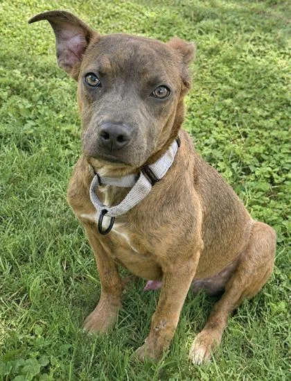 An adult medium-sized male Terrier dog named Leo for adoption in San Antonio, TX