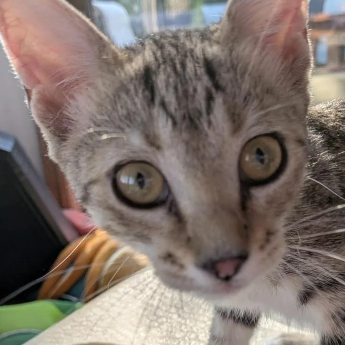 A baby medium-sized female Domestic Short Hair cat named Sparrow for adoption in Monticello, MN