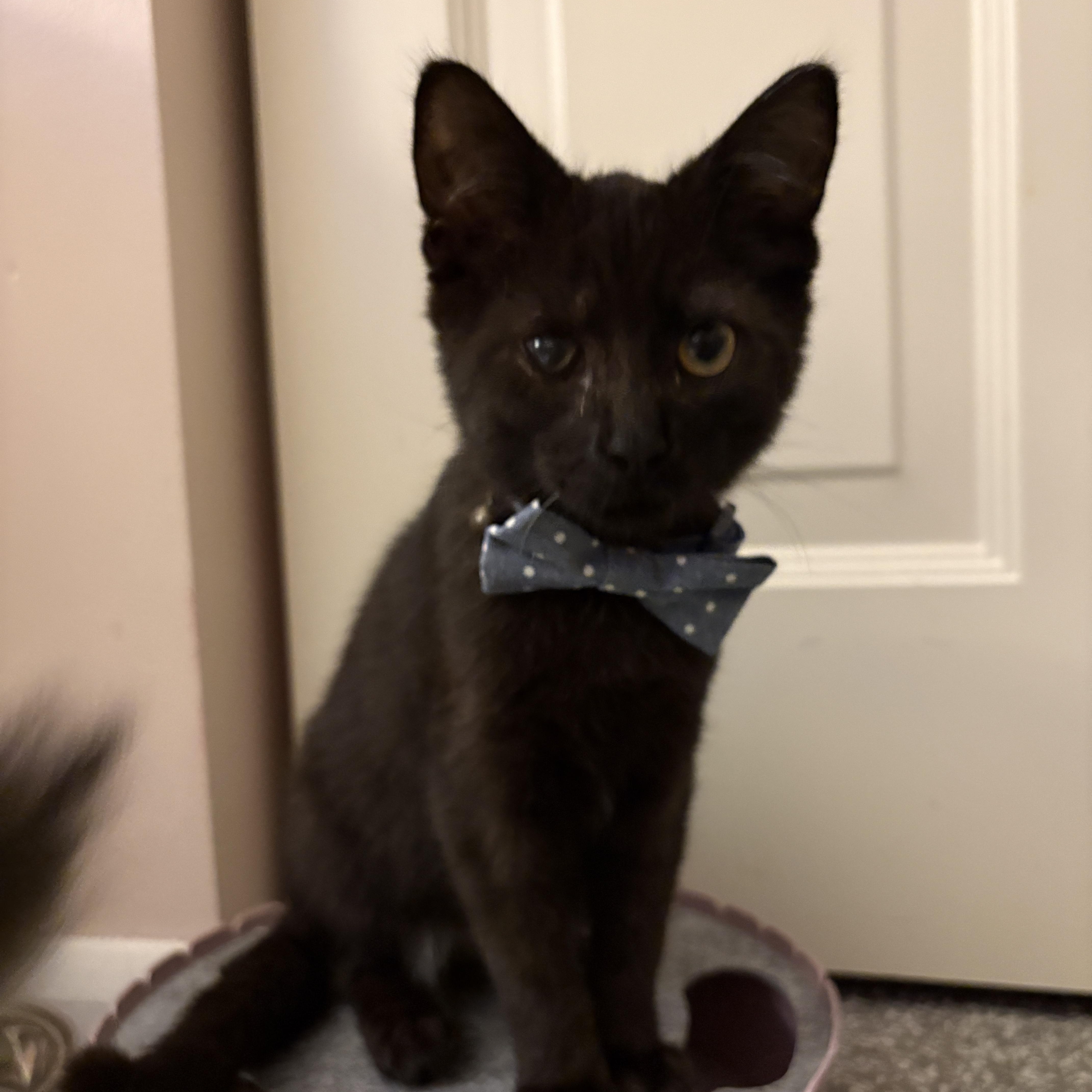 A baby medium-sized male Black Domestic Short Hair cat named Peter for adoption in Youngstown, OH
