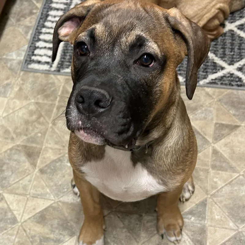 A baby large-sized male Apricot / Beige Boxer dog named Buster for adoption in Spencer, IA