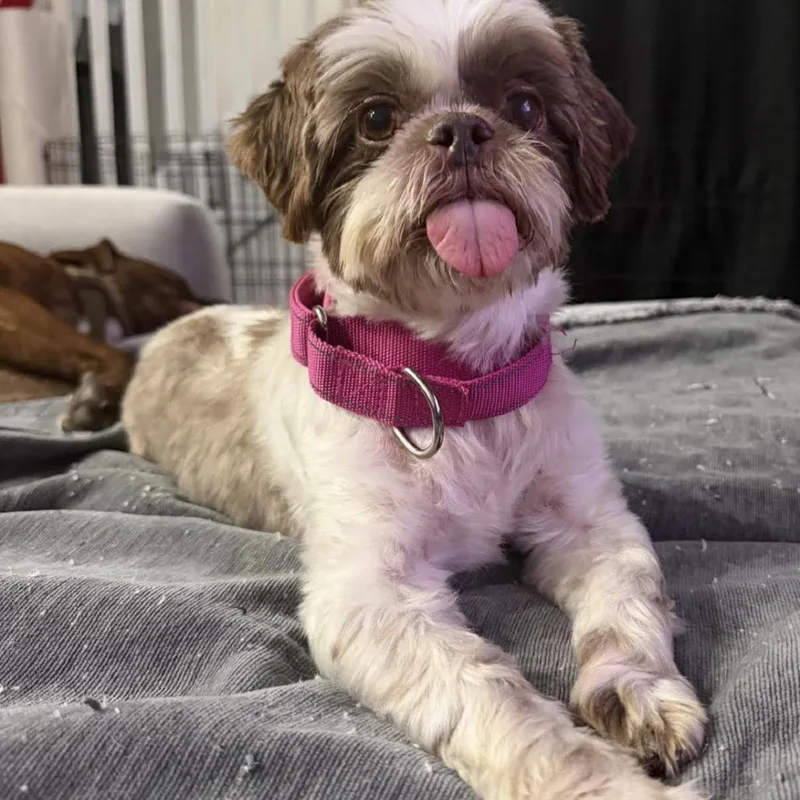 A senior small-sized female Yellow / Tan / Blond / Fawn Shih Tzu dog named Bella for adoption in Lauderhill, FL