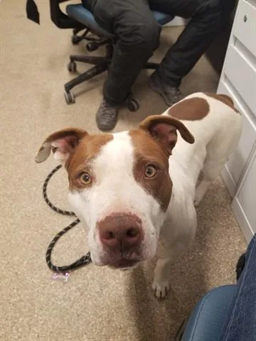 An adult large-sized male Pit Bull Terrier dog named Toast for adoption in Albuquerque, NM