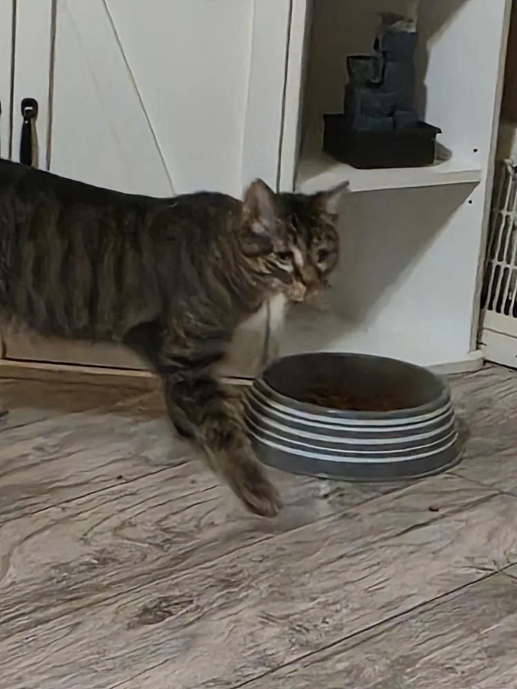 A young large-sized male Gray / Blue / Silver Domestic Short Hair cat named Rebel for adoption in Elyria, OH