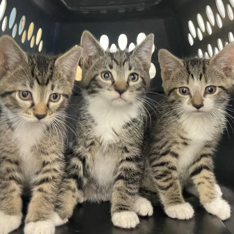 A baby small-sized male Brown / Chocolate Domestic Short Hair cat named McGriddle for adoption in Philadelphia, PA