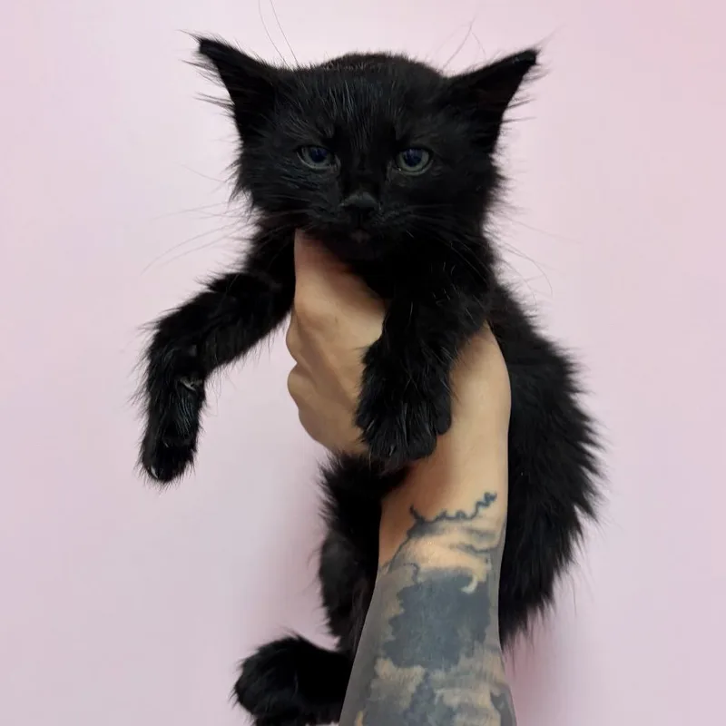A baby small-sized male Domestic Long Hair cat named Aster for adoption in Webster, TX