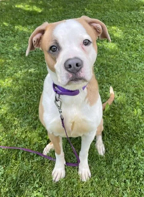 An adult medium-sized female Apricot / Beige Boxer dog named Bambi for adoption in Honesdale, PA