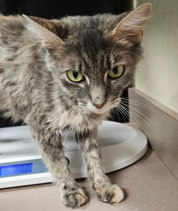 An adult small-sized female Domestic Medium Hair cat named Pawtsy Cline for adoption in Salisbury, MD