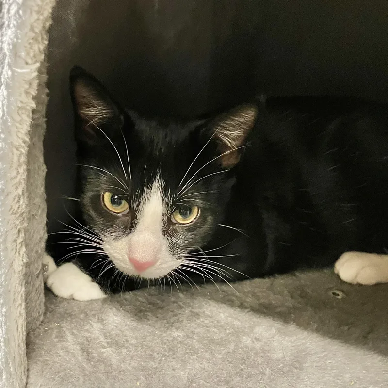 A young medium-sized female Black & White / Tuxedo Domestic Short Hair cat named Zinnia for adoption in Wantagh, NY