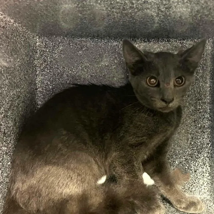 A baby medium-sized female Domestic Medium Hair cat named Elana for adoption in Brenham, TX