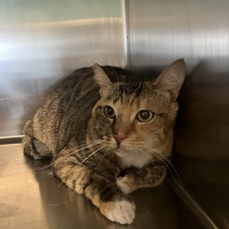 An adult medium-sized female Torbie Domestic Short Hair cat named Rainbow for adoption in Volcano, HI