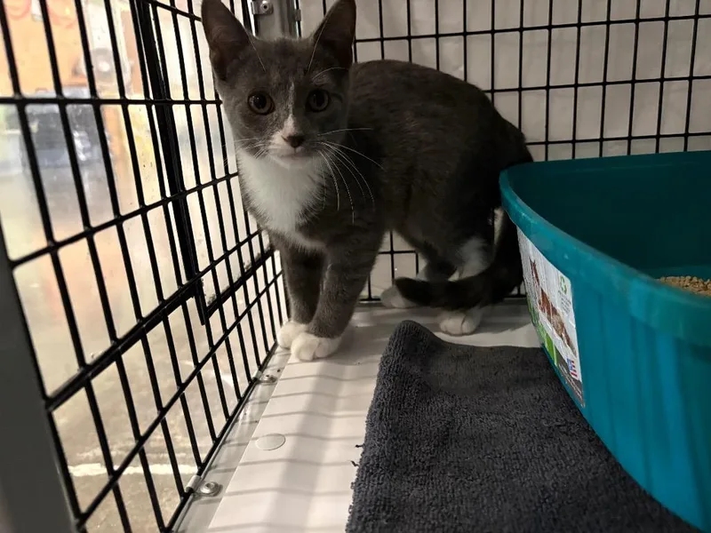 A baby medium-sized female Domestic Short Hair cat named Pasilla for adoption in Raleigh, NC