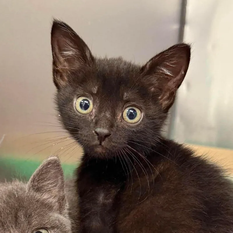 A baby small-sized male Black Domestic Short Hair cat named Ramon for adoption in Martinsville, VA