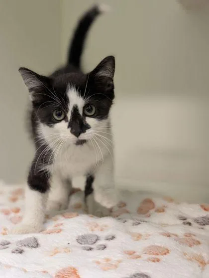 An adult small-sized male Domestic Short Hair cat named Boone for adoption in Mansfield, TX