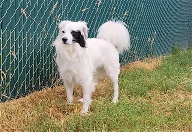A young medium-sized male Border Collie dog named Frosty for adoption in Springfield, MA