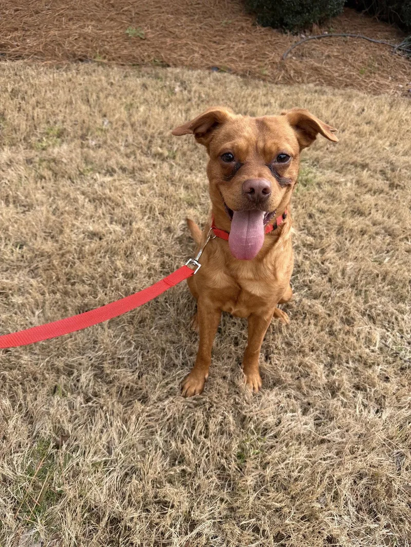 A young medium-sized male Labrador Retriever dog named Red for adoption in Ball Ground, GA