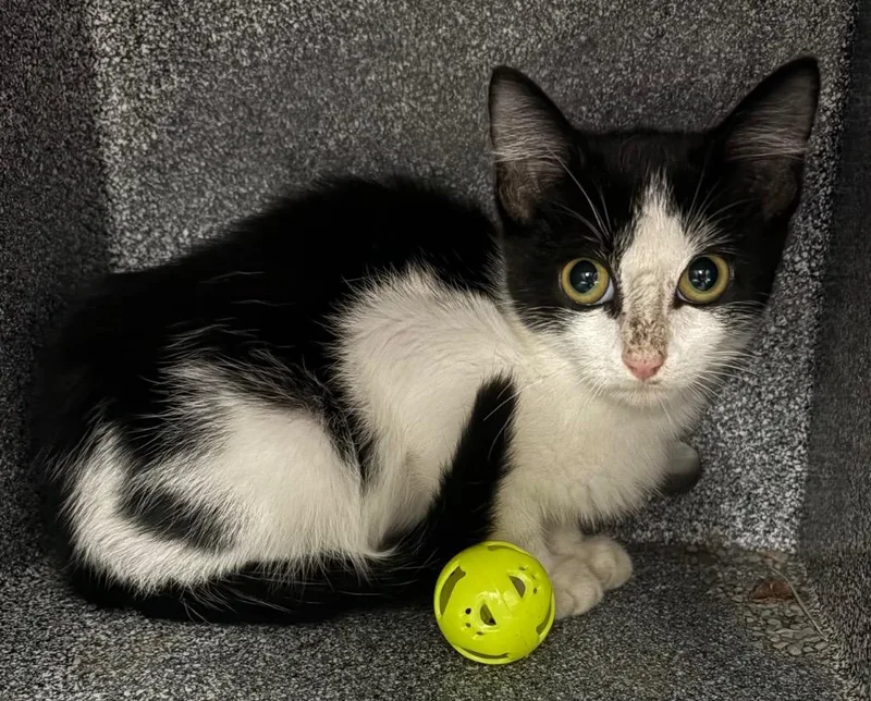 A baby small-sized male Domestic Short Hair cat named Perry for adoption in Henderson, NC