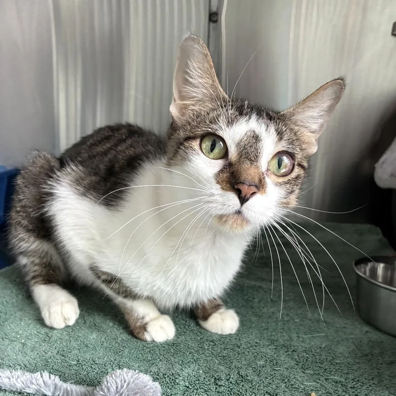An adult medium-sized female Brown / Chocolate Domestic Short Hair cat named Savannah for adoption in Skokie, IL