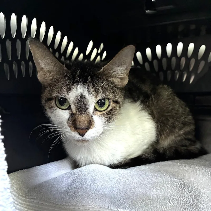 Savannah thumbnail 2