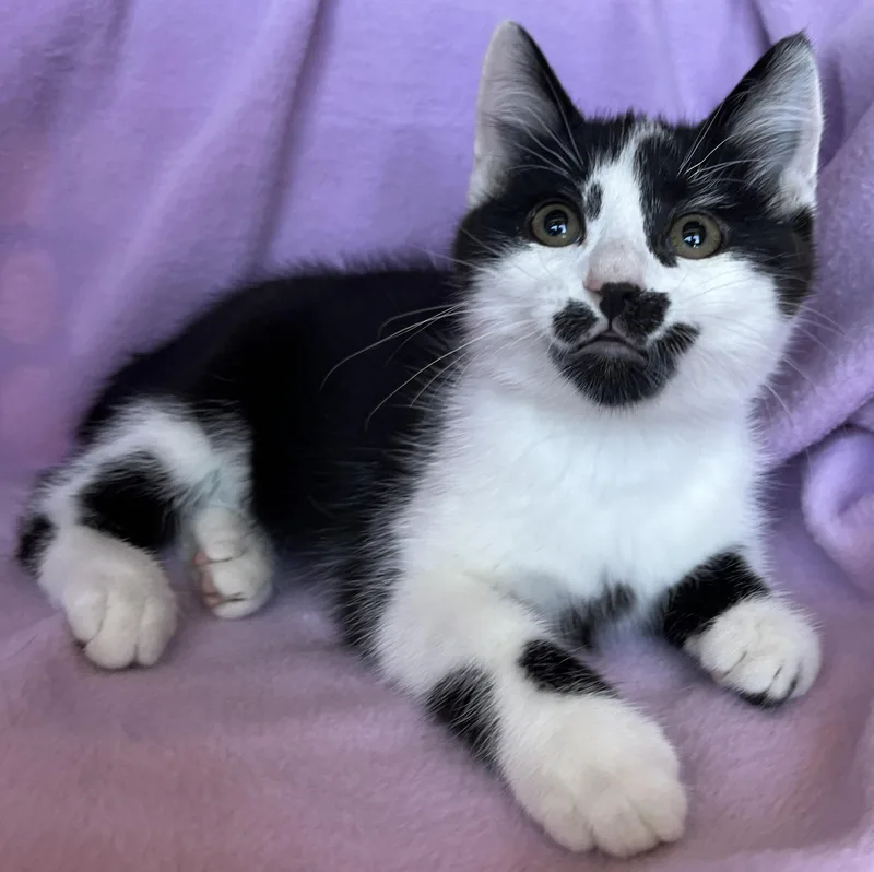 A baby medium-sized female American Bobtail cat named Olivia for adoption in Hood RIver, OR
