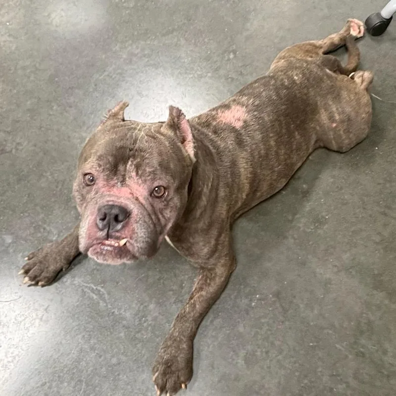 An adult medium-sized male Brindle Mixed Breed dog named Bandit for adoption in Dickinson, TX