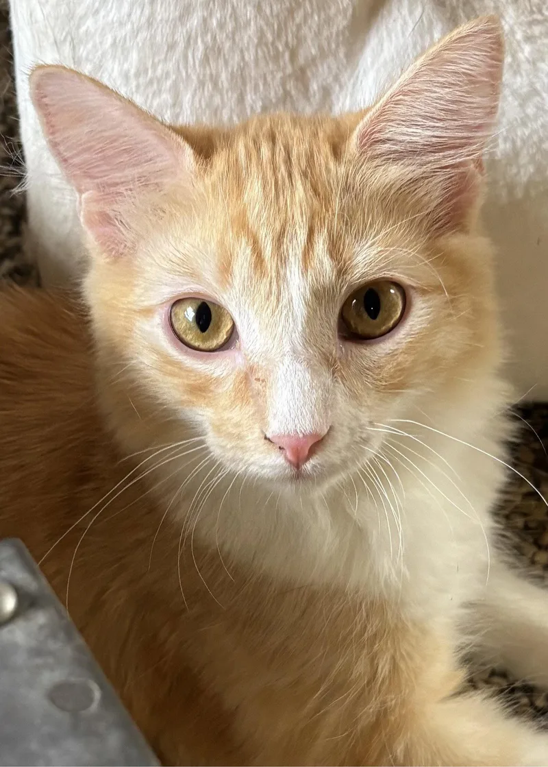 A young medium-sized female Domestic Short Hair cat named Macaroni for adoption in Phoenix, AZ