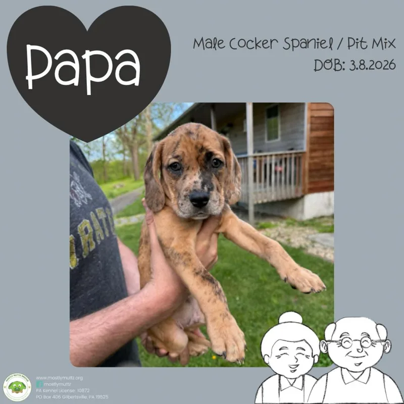 Papa thumbnail 3