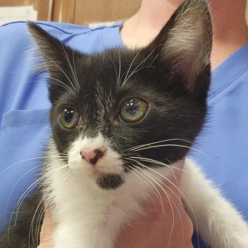 A baby small-sized female Black Domestic Short Hair cat named Wilma  U for adoption in Tupelo, MS