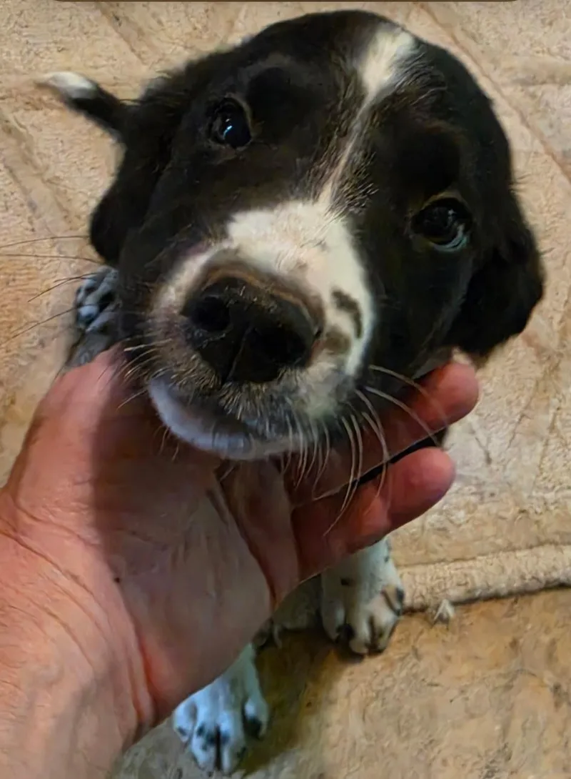 A young medium-sized male Labrador Retriever dog named Spot for adoption in Blairsville, GA