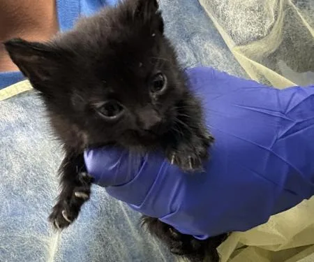 A young medium-sized female Domestic Short Hair cat named Dawn for adoption in Dallas, TX