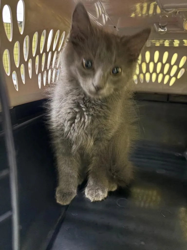 A baby small-sized male Domestic Long Hair cat named Subaru for adoption in Maumelle, AR