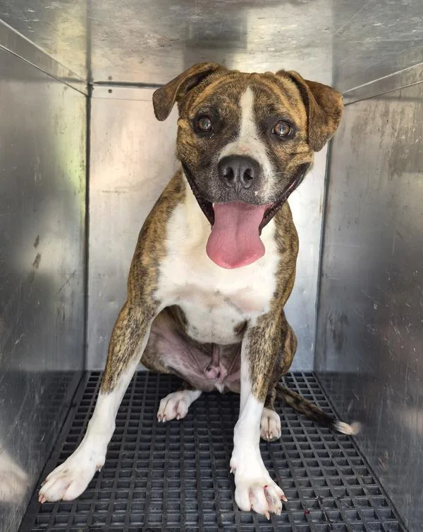 A young medium-sized male Pit Bull Terrier dog named Icc Brady for adoption in Lawrenceville, GA