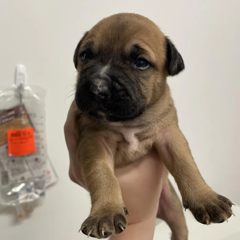 A baby large-sized male Sable Pit Bull Terrier dog named Isaac for adoption in Austin, TX