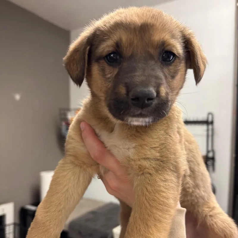 A baby large-sized male Apricot / Beige Akita dog named Flip Flop for adoption in Tacoma, WA