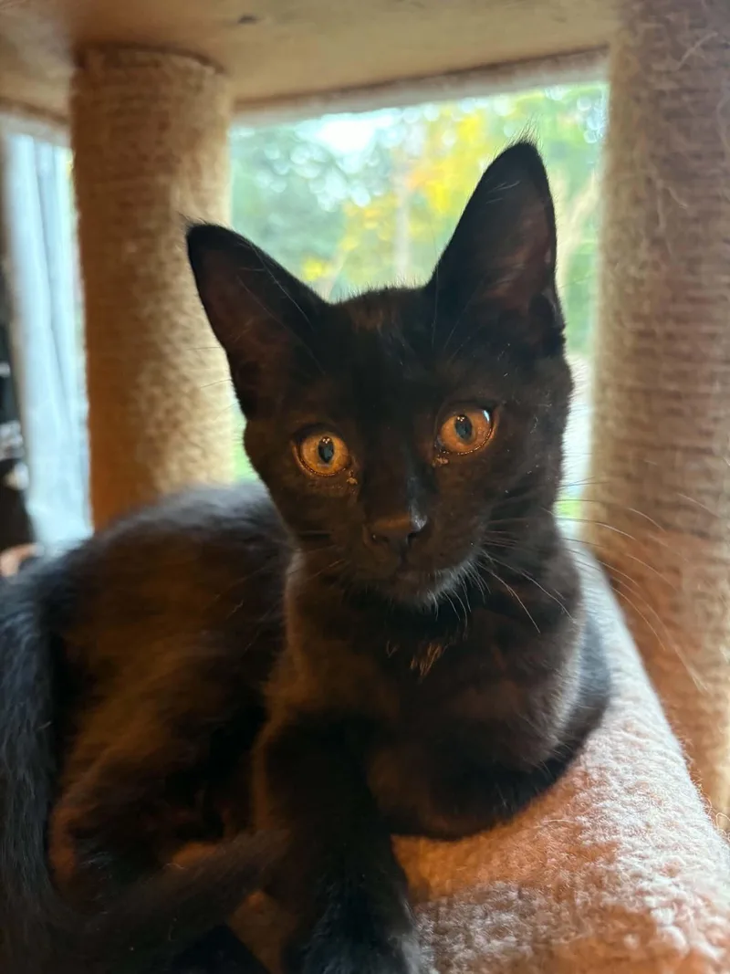 A young medium-sized female Black Domestic Short Hair cat named Chong for adoption in Grand Rapids, MI