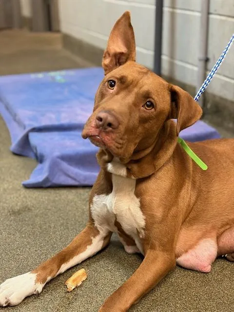 Mama Cocoa
