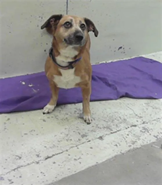 An adult medium-sized female Staffordshire Bull Terrier dog named Nora for adoption in Houston, TX