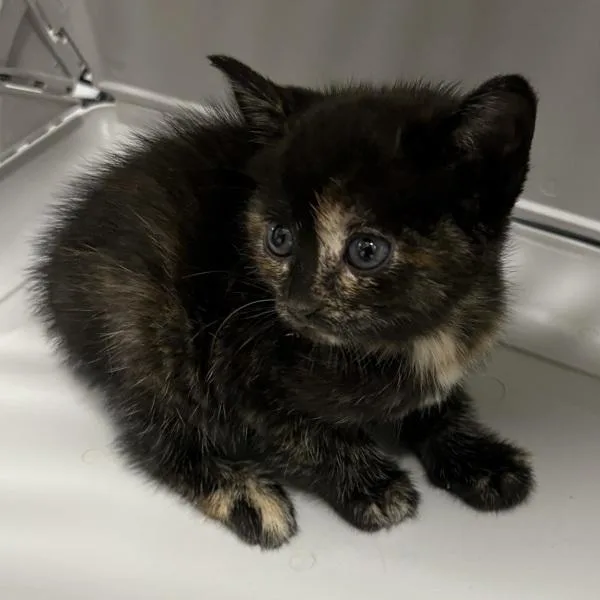 A baby small-sized female Domestic Short Hair cat named Kc for adoption in Lawrenceville, GA
