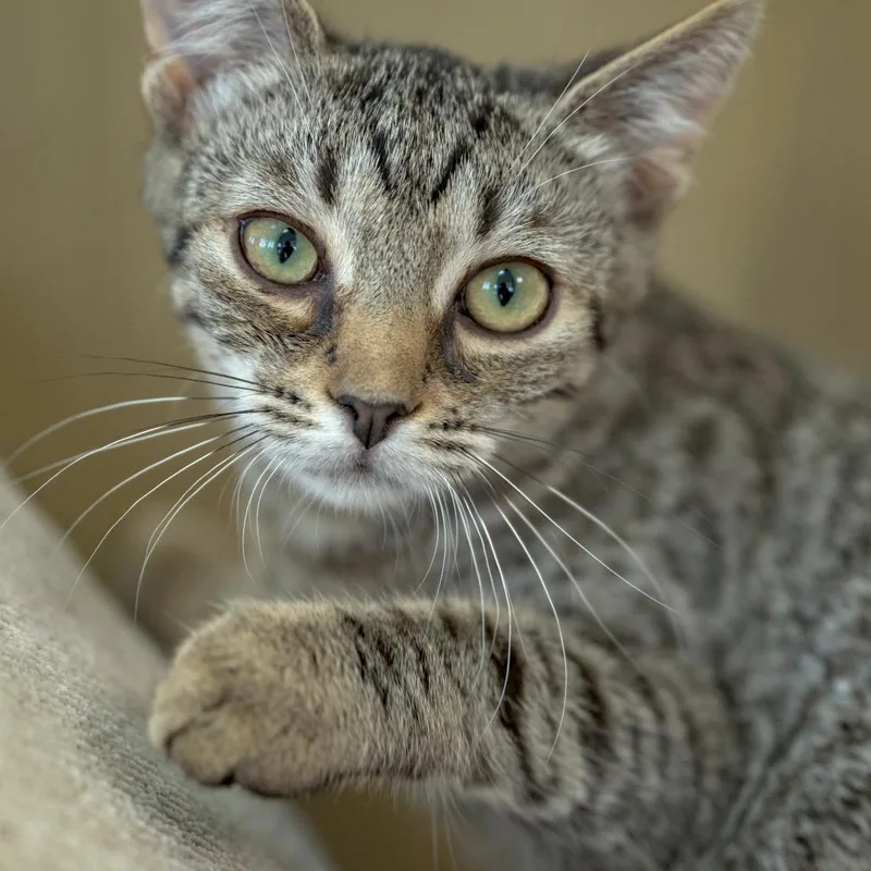 A baby small-sized female Brown / Chocolate Domestic Short Hair cat named Gibbon for adoption in Chapel Hill, NC