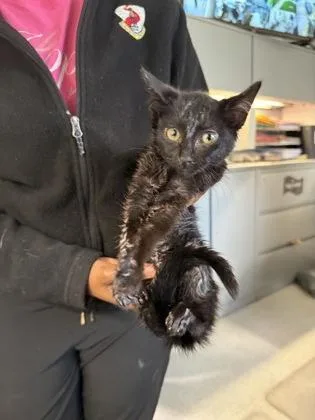 An adult small-sized female Domestic Short Hair cat named Pippi for adoption in Shreveport, LA