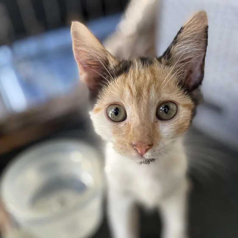 Charlotte thumbnail 2