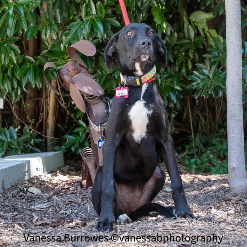 A baby medium-sized female Black Hound dog named Kendal for adoption in Wake Forest, NC