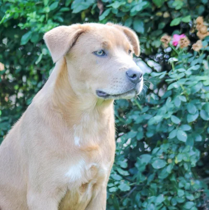 A baby large-sized male Mixed Breed dog named Eddie for adoption in Groveland, MA