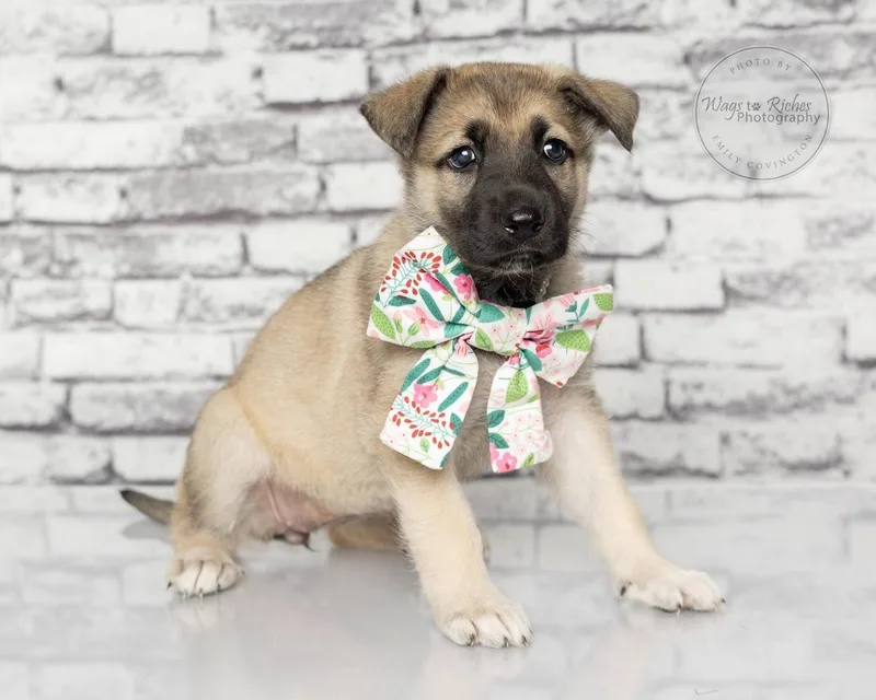 A baby medium-sized female Yellow / Tan / Blond / Fawn Shepherd dog named Inga  Lbs for adoption in Tuscaloosa, AL