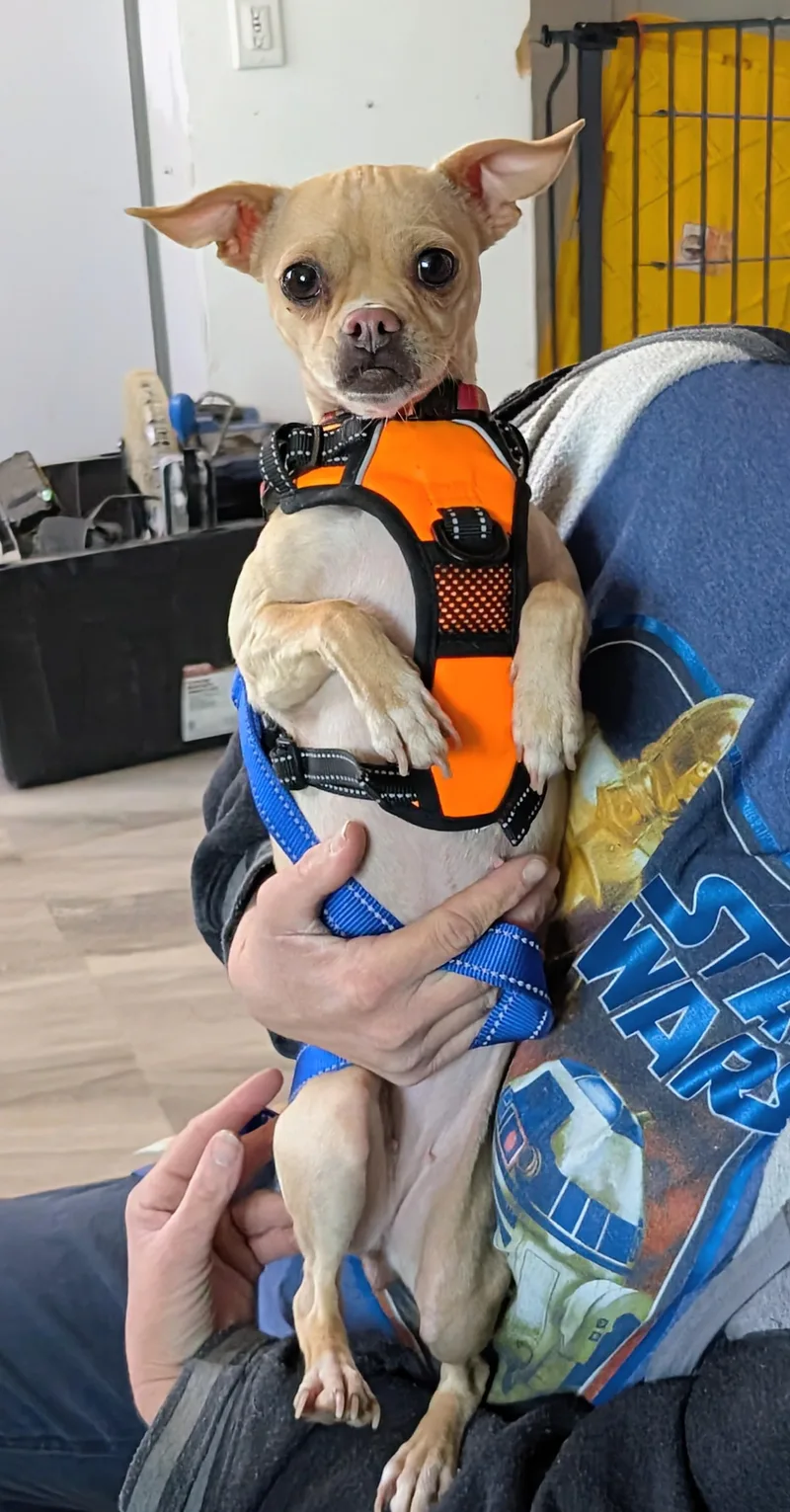 A young small-sized female Chihuahua dog named Faye for adoption in Saint David, AZ